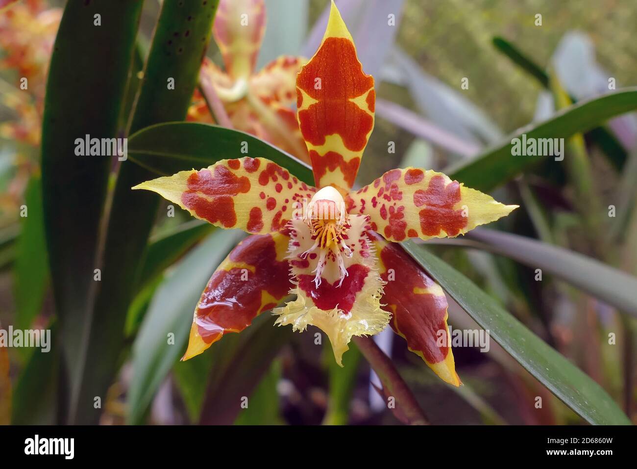 Oncidium, Red and Yellow Flower in a Garden Stock Photo