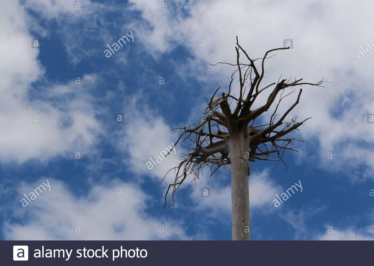 Upside Down Tree High Resolution Stock Photography and Images Alamy