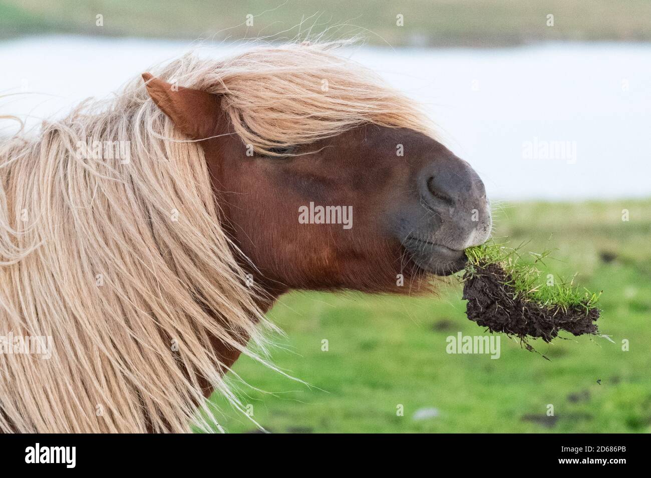Horse playing with piece of turf - Shetland Islands, Scotland, UK Stock Photo
