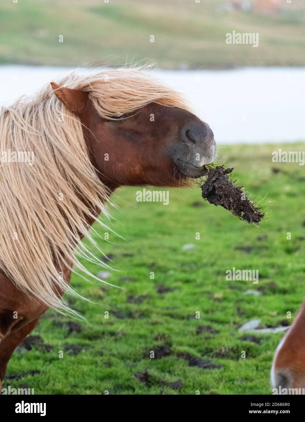 Horse playing with piece of turf - Shetland Islands, Scotland, UK Stock Photo