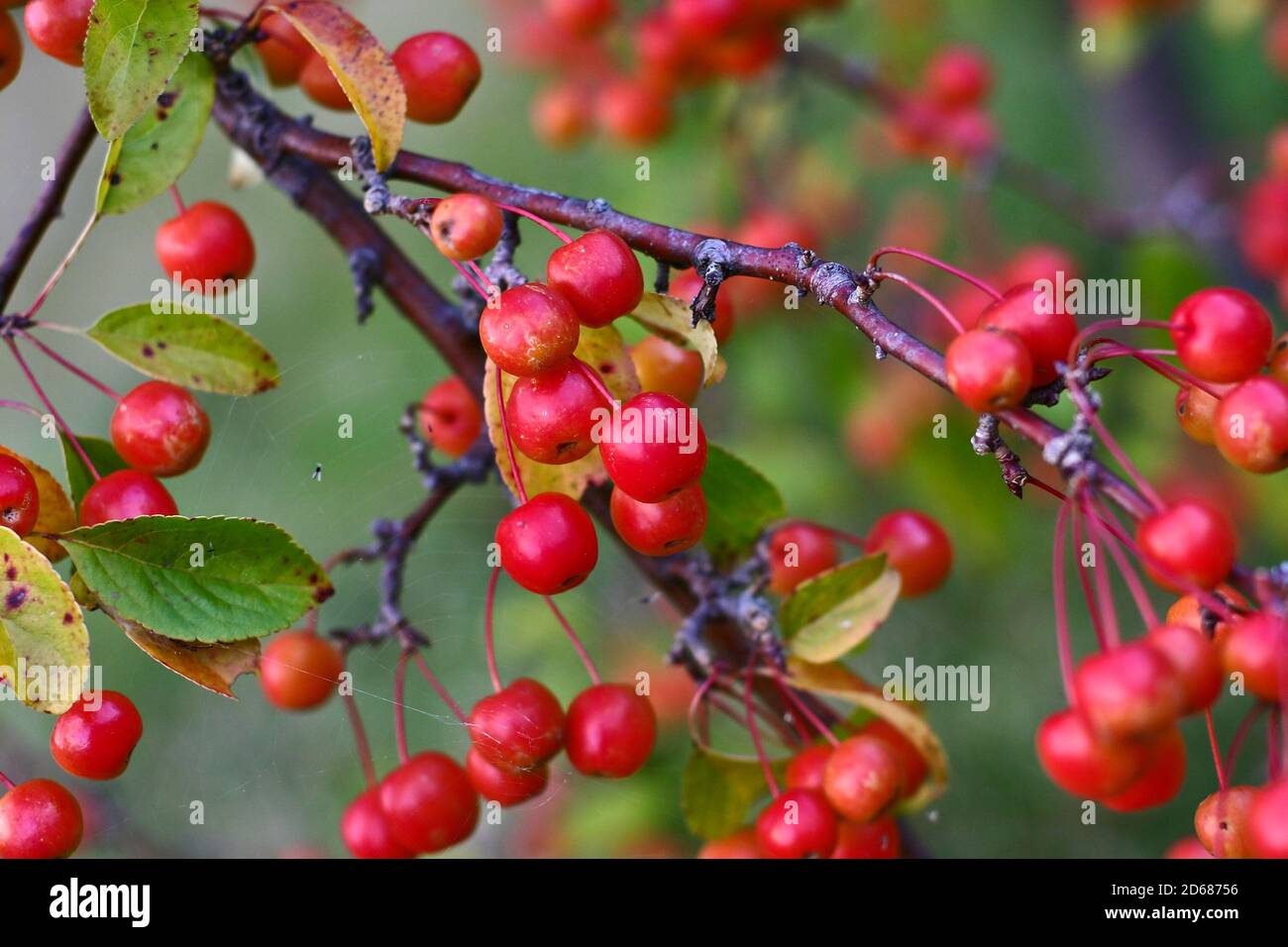 Small cherries on a tree Stock Photo