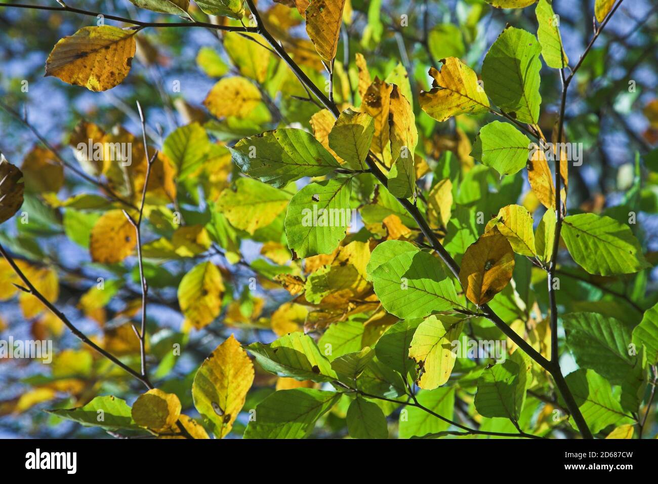 Green and yellow tree leaves closeup Stock Photo - Alamy