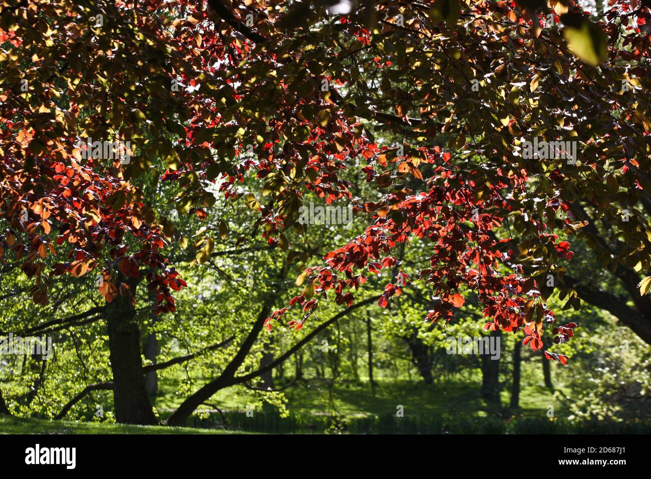 Trees details in the country side in denmark Stock Photo - Alamy
