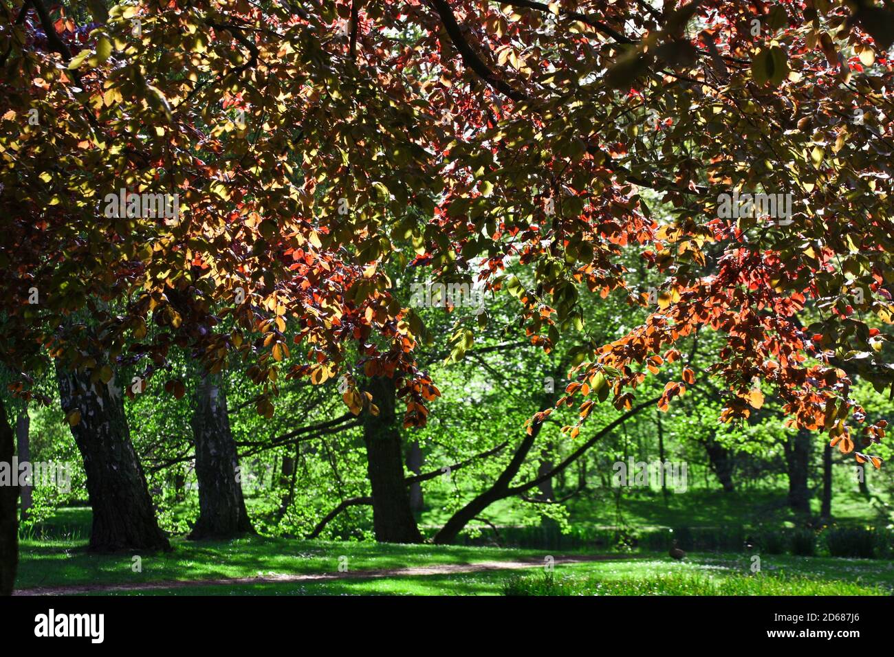 Trees details in the country side in denmark Stock Photo - Alamy