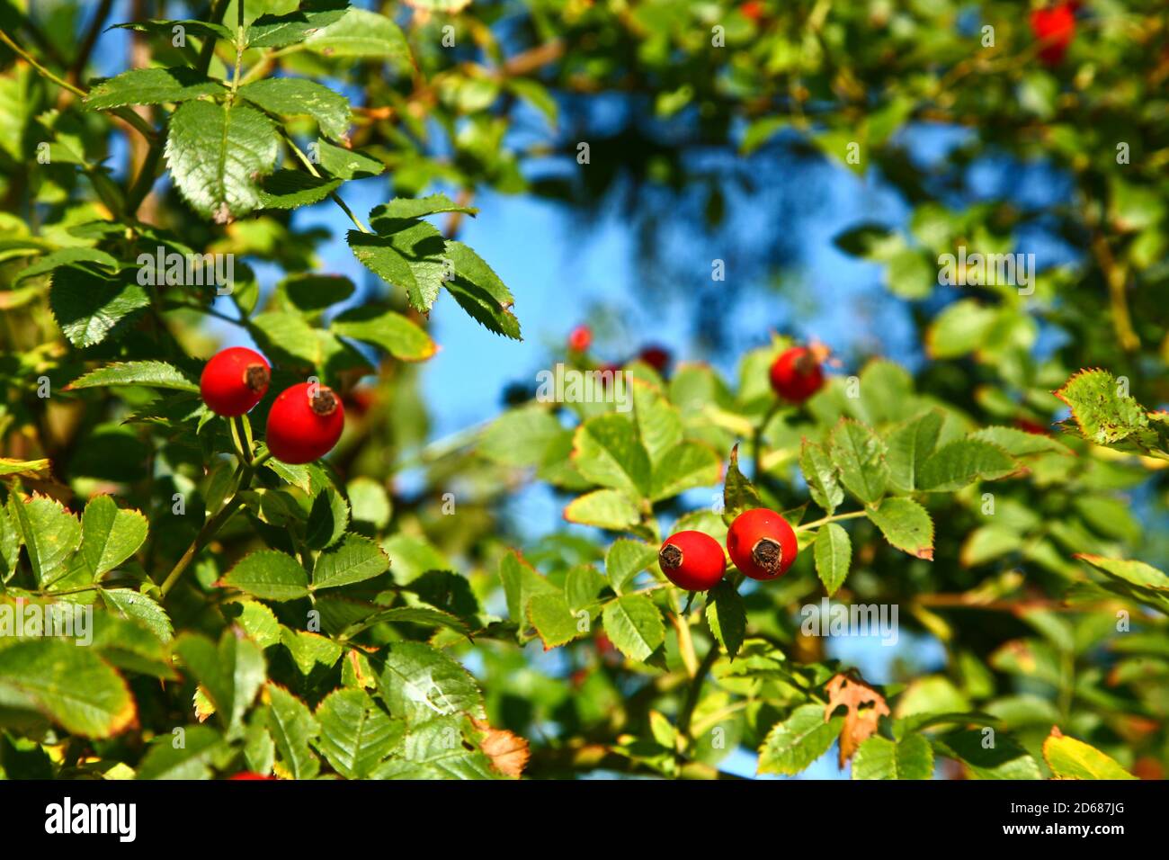 Eglantine fruits and green background Stock Photo