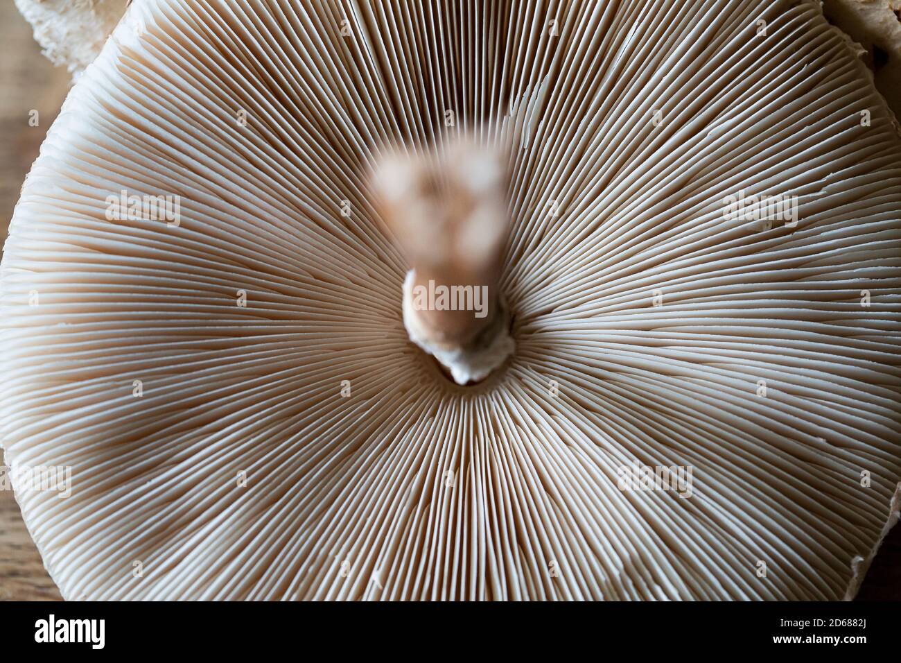 Edible parasol mushroom (Macrolepiota procera) found in Kent, UK Stock Photo