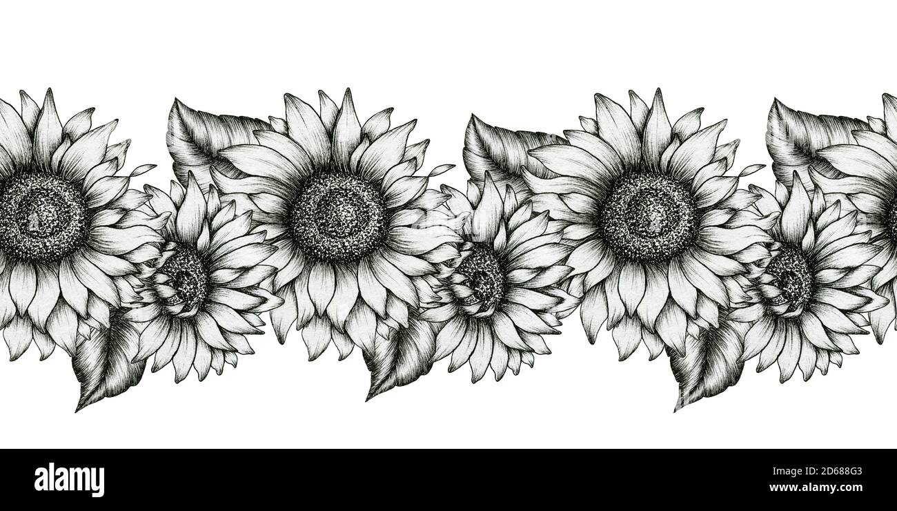 Sunflower Images Black And White