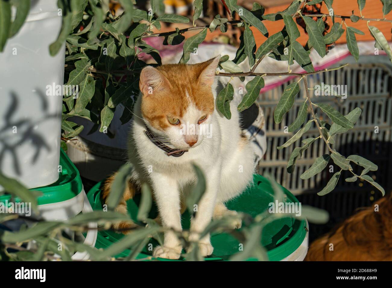 Grey white cat sunbathing hi-res stock photography and images - Alamy