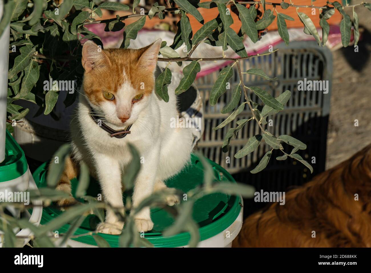 Grey white cat sunbathing hi-res stock photography and images - Alamy