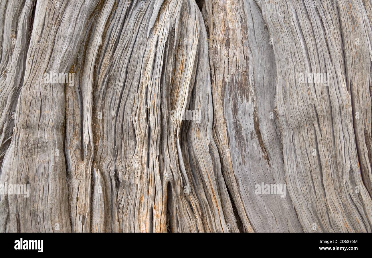 Tree trunk closeup of an old Sabina juniper tree on El Hierro island Stock Photo