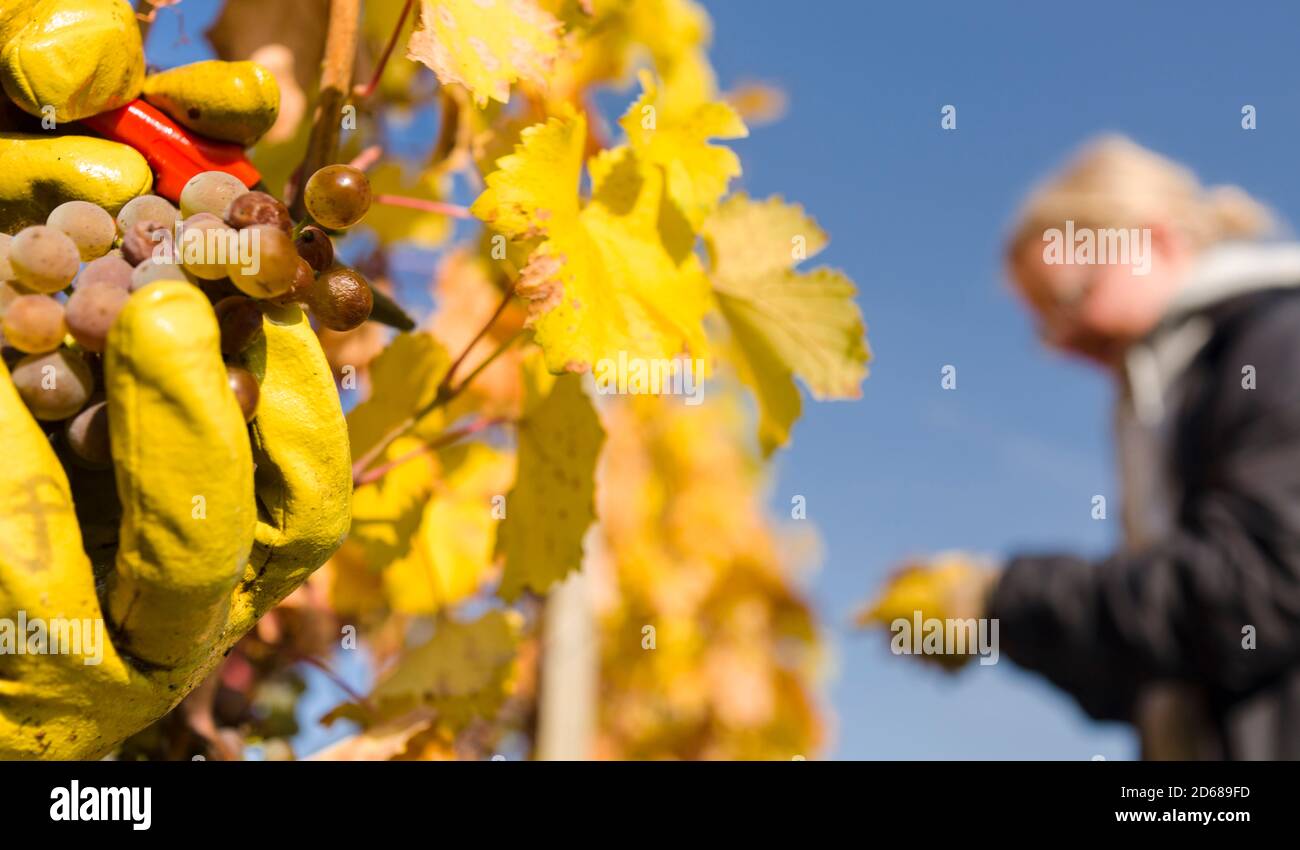 Grape Harvest by traditional hand picking in the Wachau area of Austria. The Wachau is a famous vineyard and listed as Wachau Cultural Landscape as UN Stock Photo