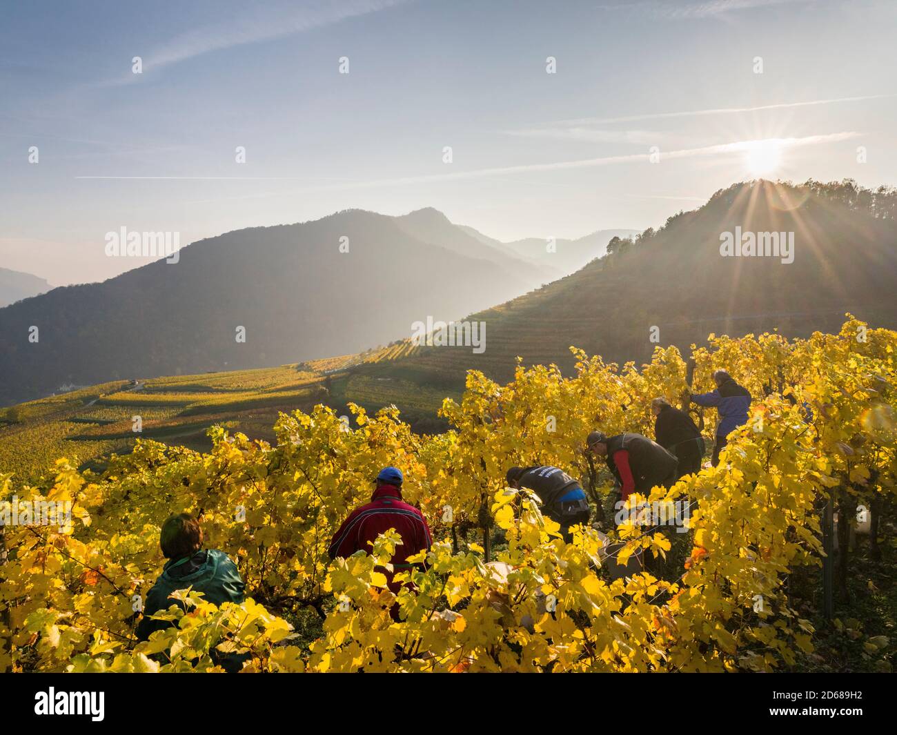 Grape Harvest by traditional hand picking in the Wachau area of Austria. The Wachau is a famous vineyard and listed as Wachau Cultural Landscape as UN Stock Photo
