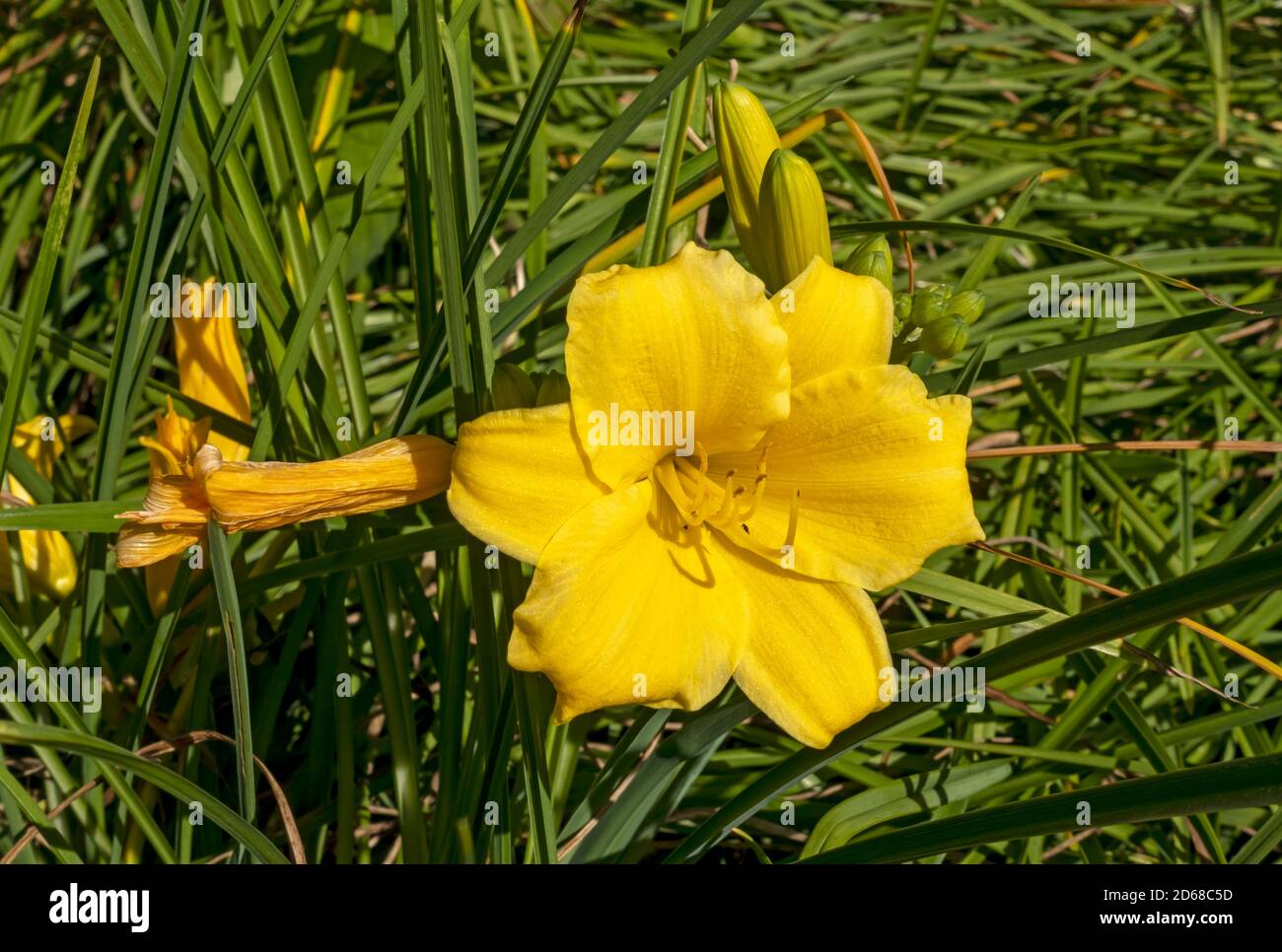 Close up of yellow day lily daylily (Hemerocallis) flower flowers growing in a garden England UK United Kingdom GB Great Britain Stock Photo