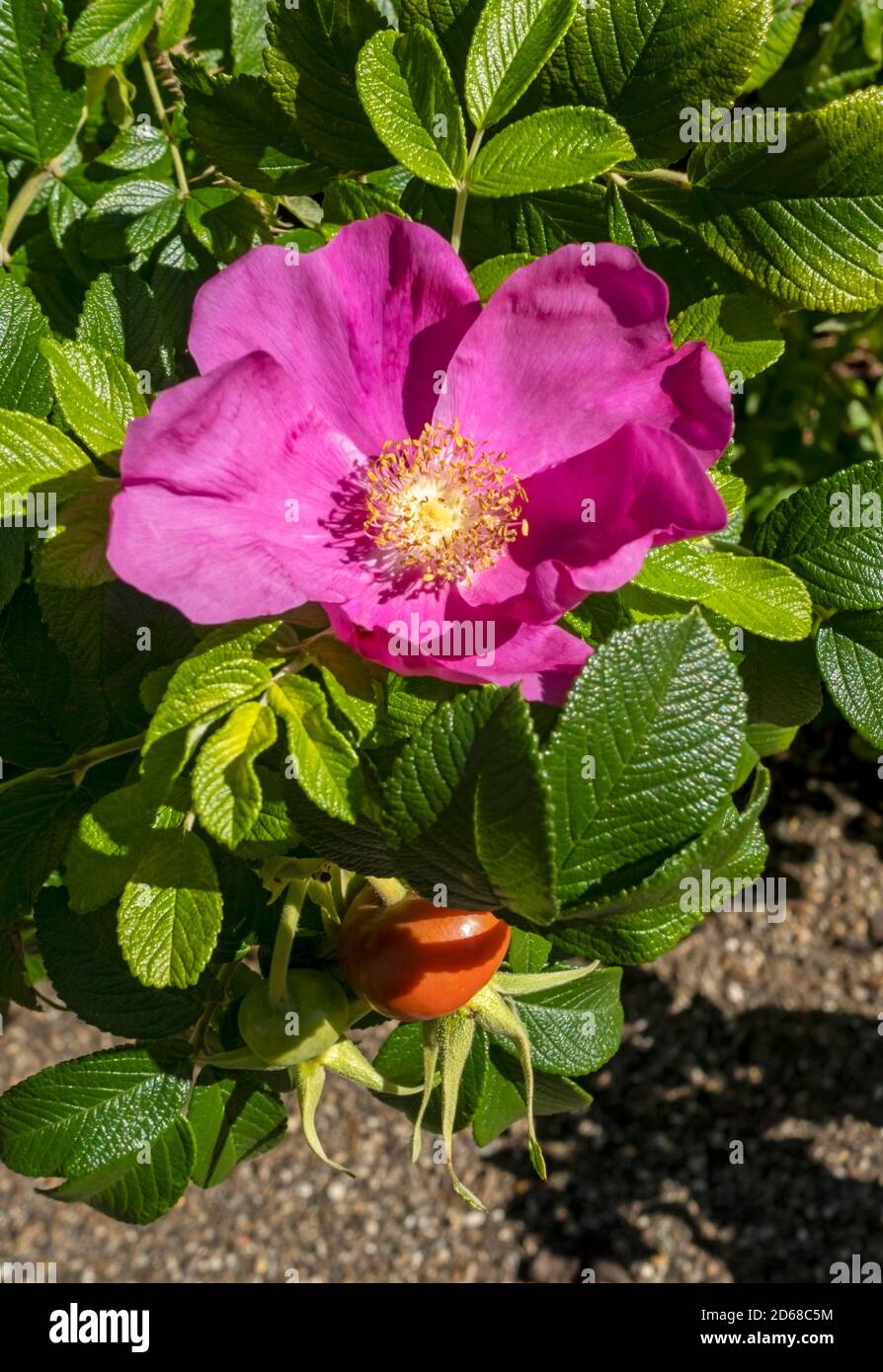 Close up of pink rose and hips rosaceae rosa rugosa shrub in summer England UK United Kingdom GB Great Britain Stock Photo