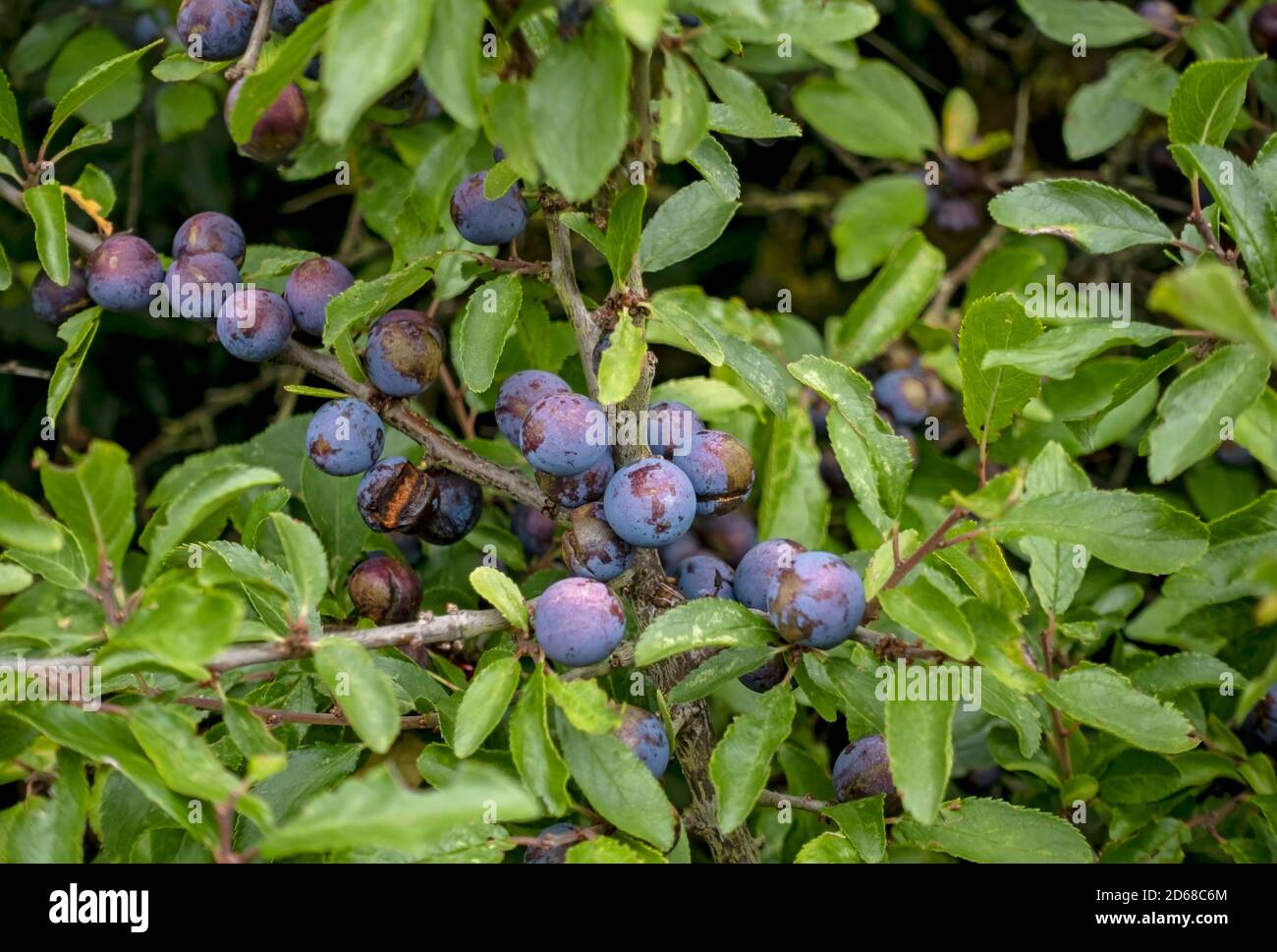 Close up of sloe berries berry (prunus spinosa) Blackthorn fruits fruit