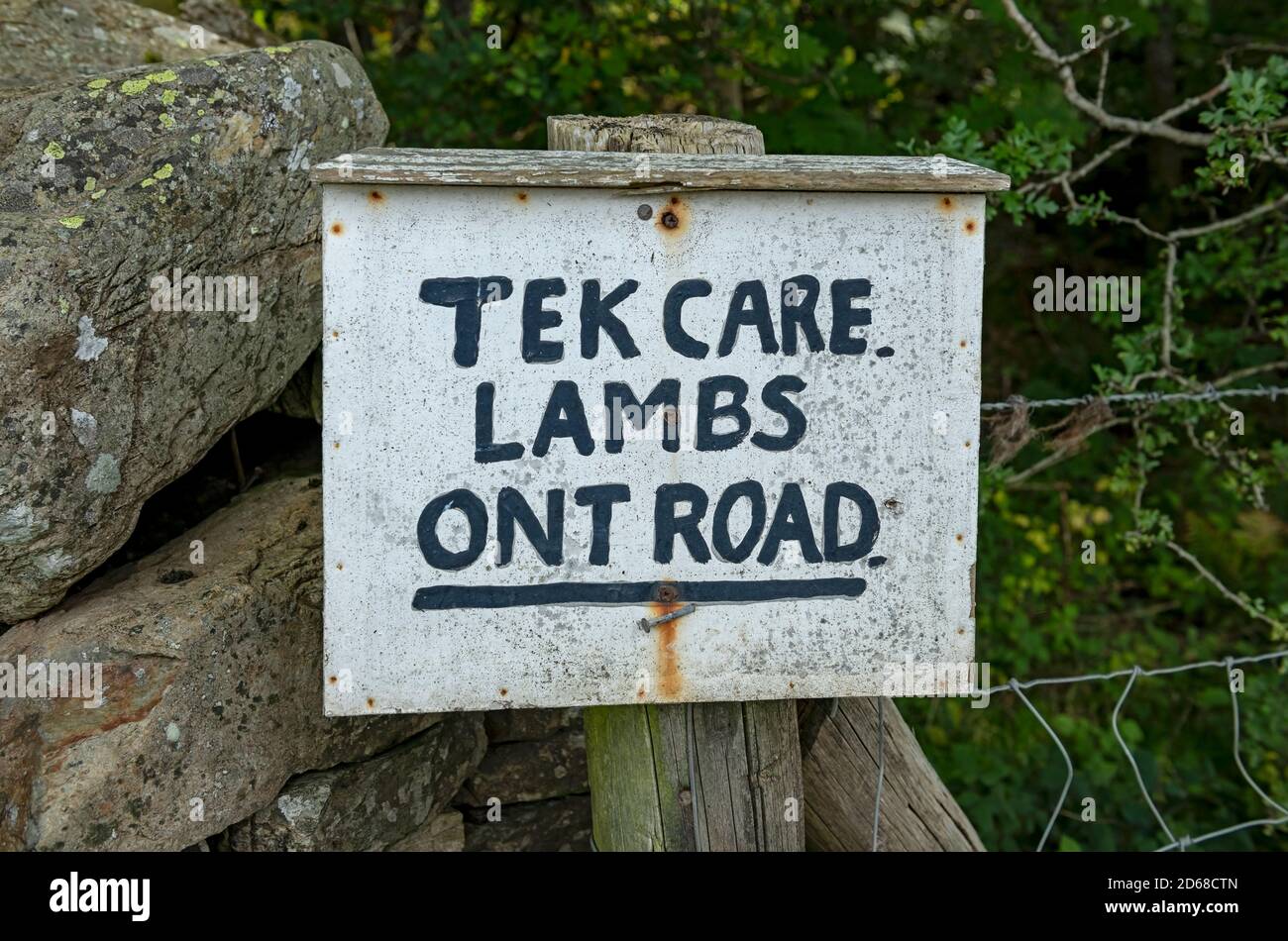 Close up of lambs on the road warning sign Cumbria England UK United Kingdom GB Great Britain Stock Photo