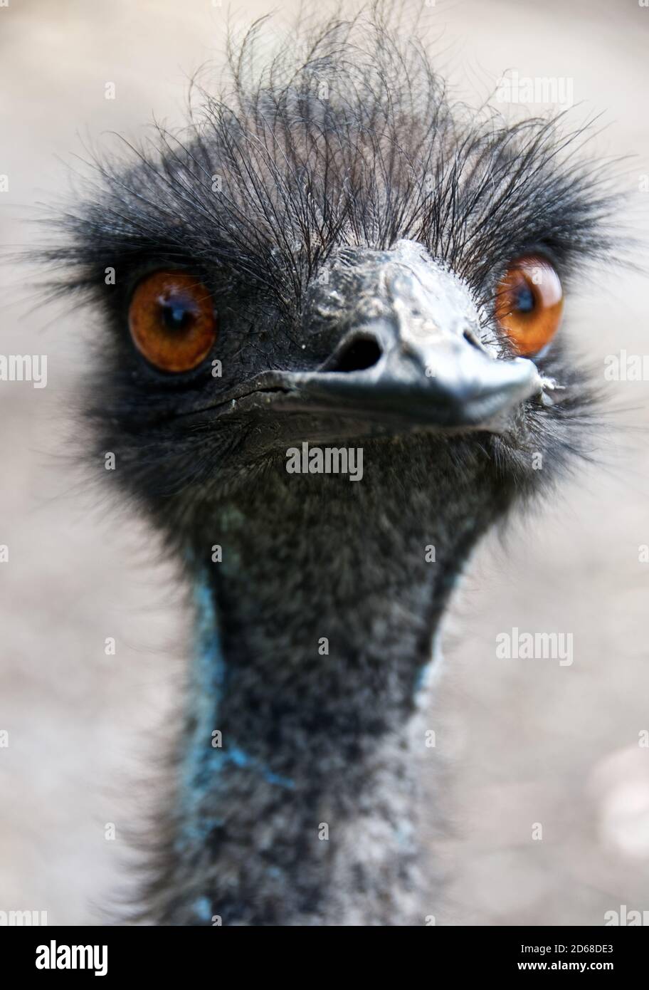 Portrait of bird emu. Funny curious bird. Australian fauna. Australian birds. Wildlife Stock Photo - Alamy