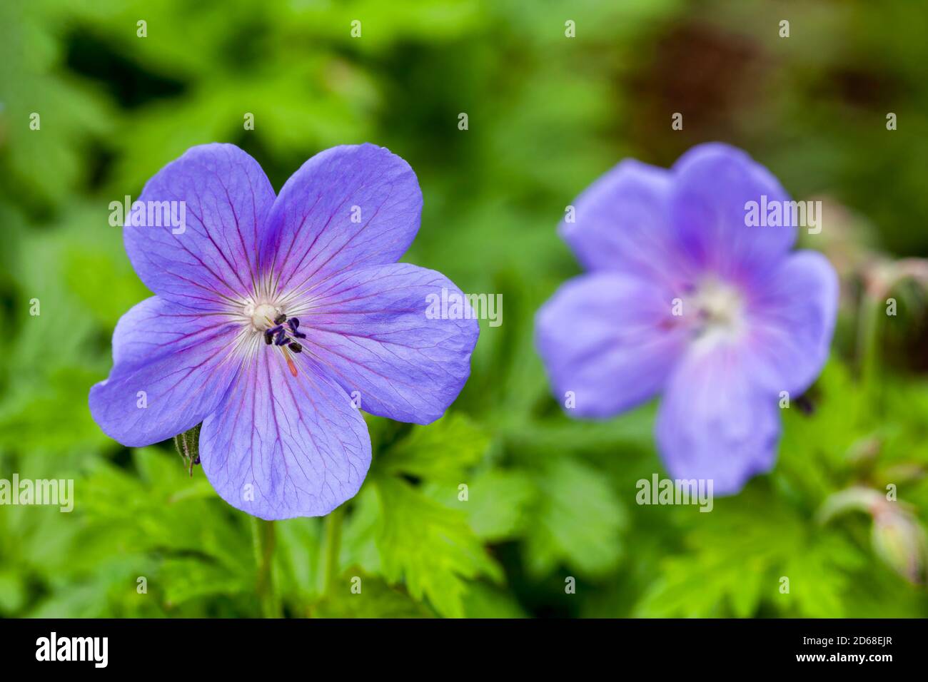 Geranium himalayense 'Irish Blue' a springtime summer flower which is a spring herbaceous perennial plant commonly known as cranesbill Stock Photo