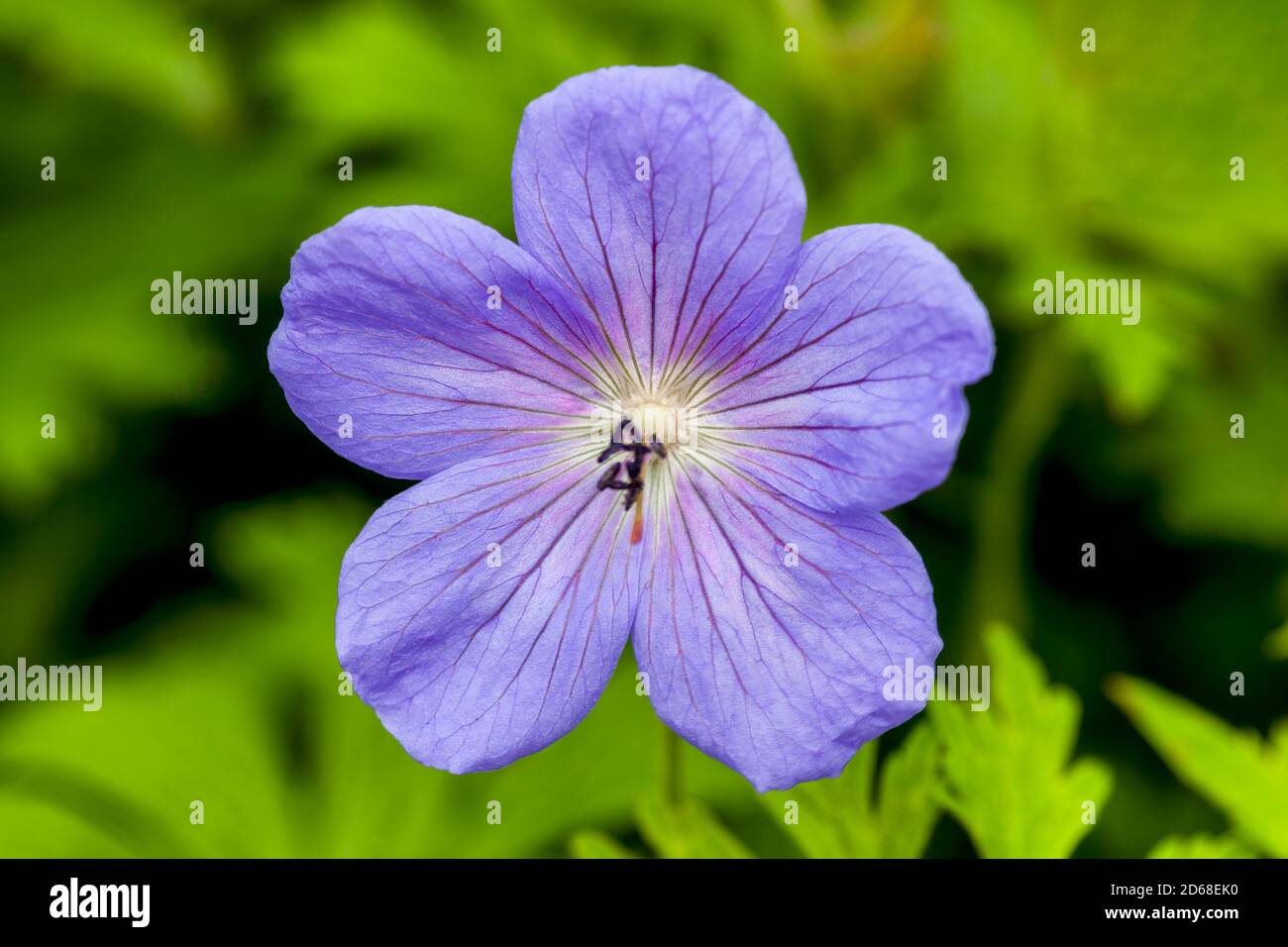 Geranium himalayense 'Irish Blue' a springtime summer flower which is a spring herbaceous perennial plant commonly known as cranesbill Stock Photo