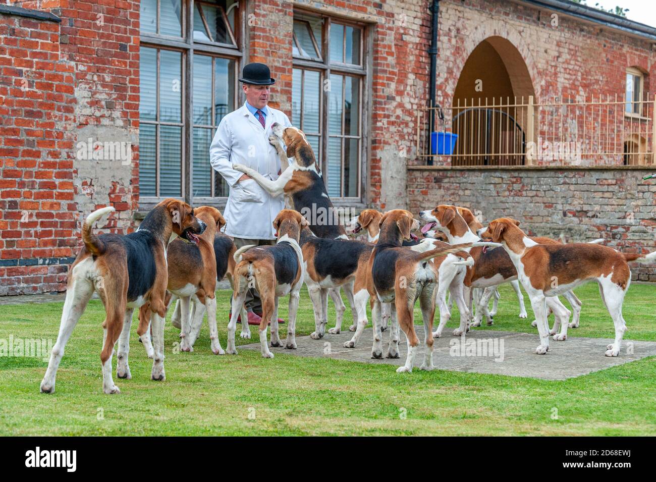 The Belvoir Hunt Kennels, Belvoir, Grantham, Lincolnshire, UK  – The Hound Puppy Show in the kennels with the Huntsman Mr John Holliday Stock Photo