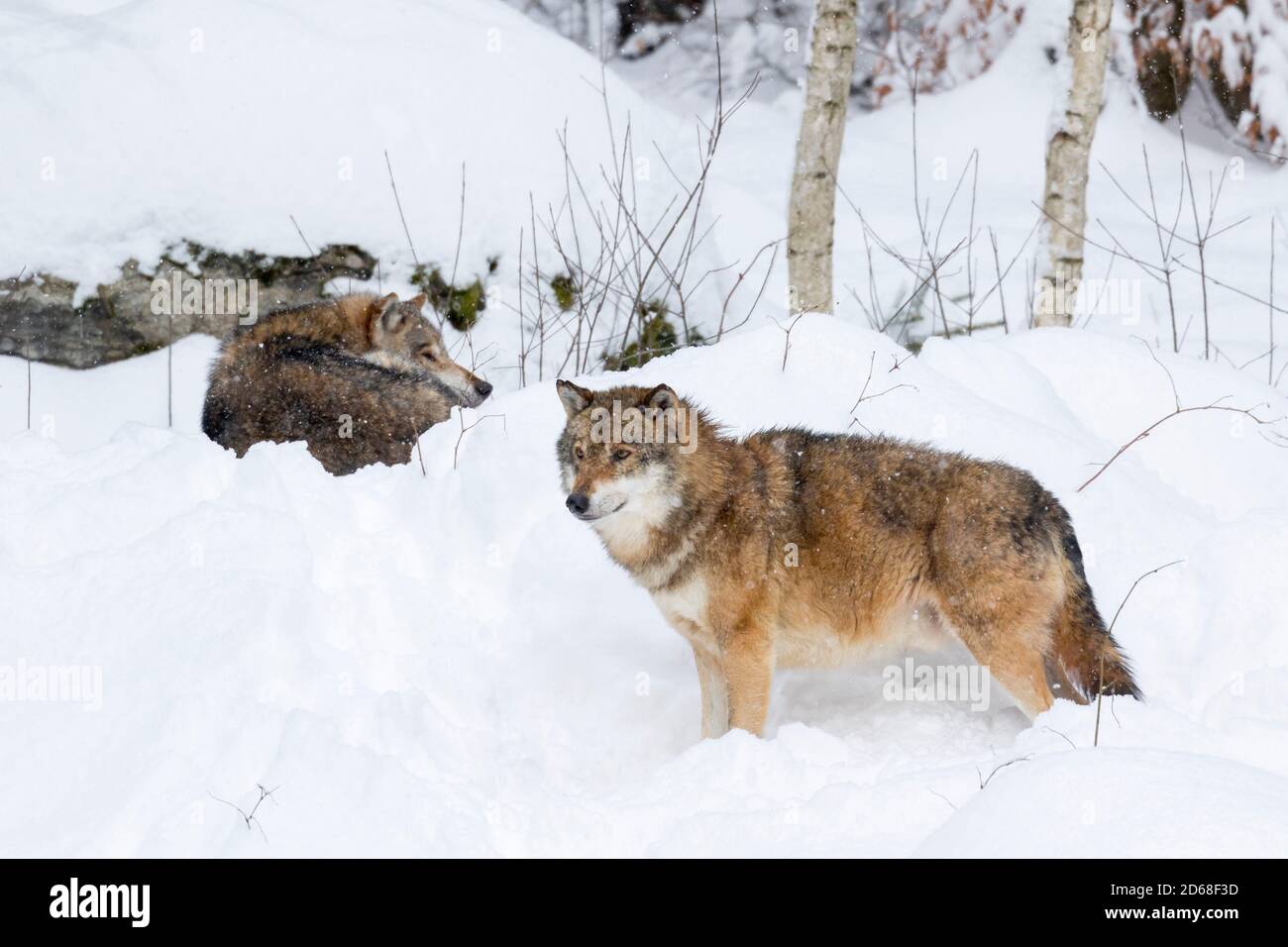 Bavaria national park wolf enclosure hi-res stock photography and ...