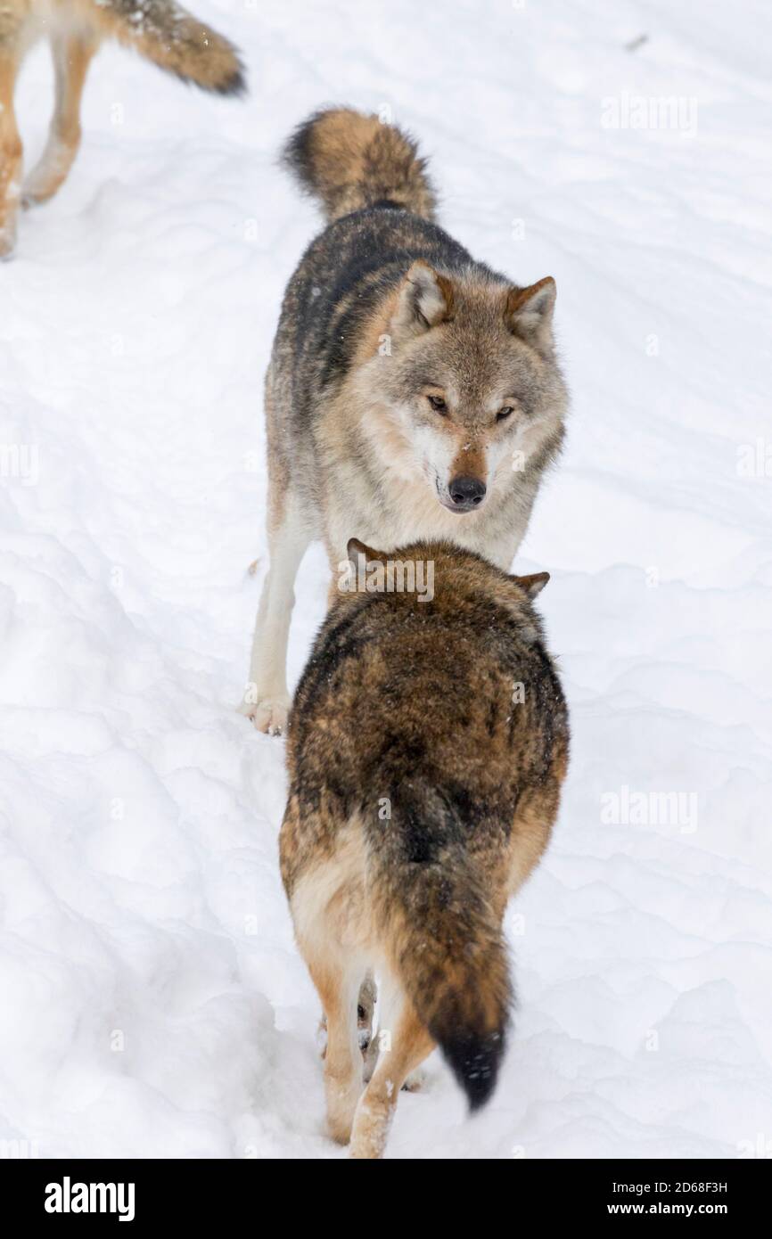 Gray Wolf (Canis lupus) during winter in National Park Bavarian Forest ...
