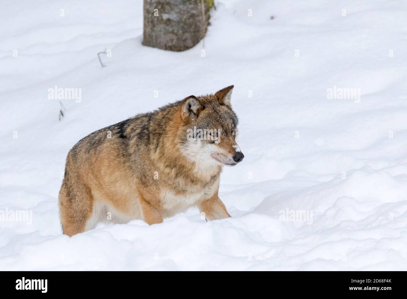 Gray Wolf (Canis lupus) during winter in National Park Bavarian Forest ...