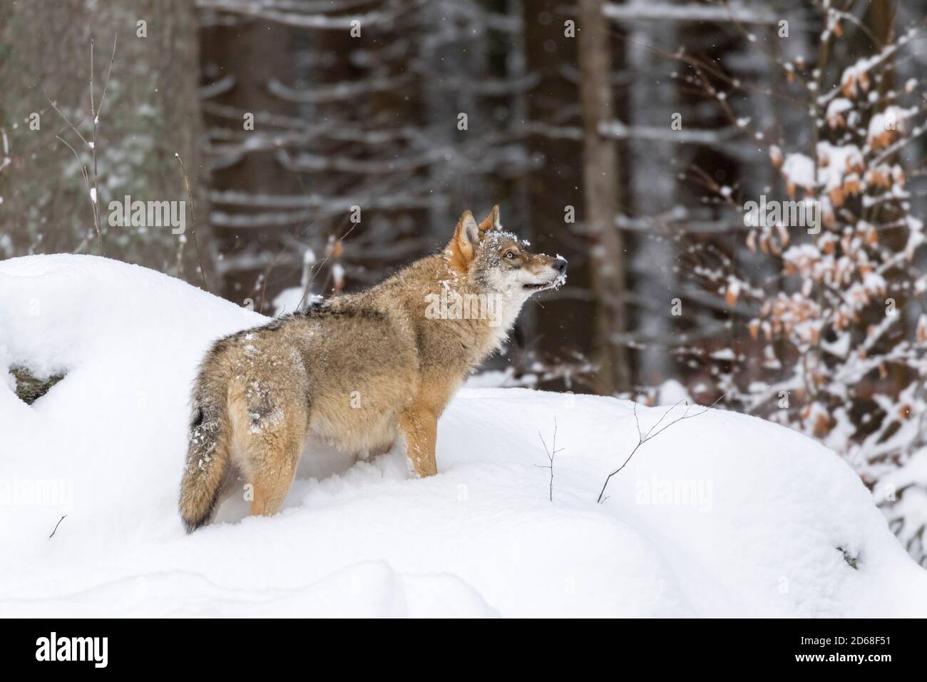 Gray Wolf (Canis lupus) during winter in National Park Bavarian Forest ...