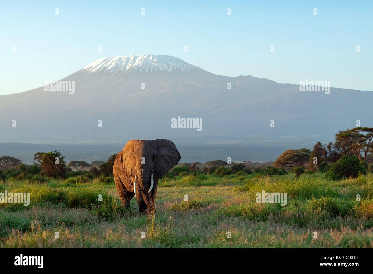 wide image of African elephant on a sunny day at amboseli national park at kenya near to mt kilimanjaro ( Tanzania ) Stock Photo