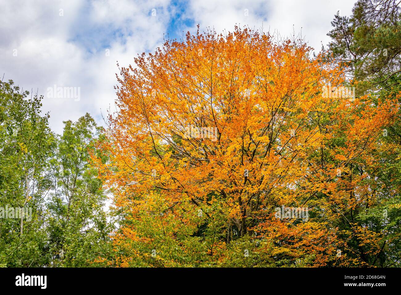 beautiful autumn hike in the colorful forest near wilhelmsdorf near ravensburg in upper swabia germany Stock Photo