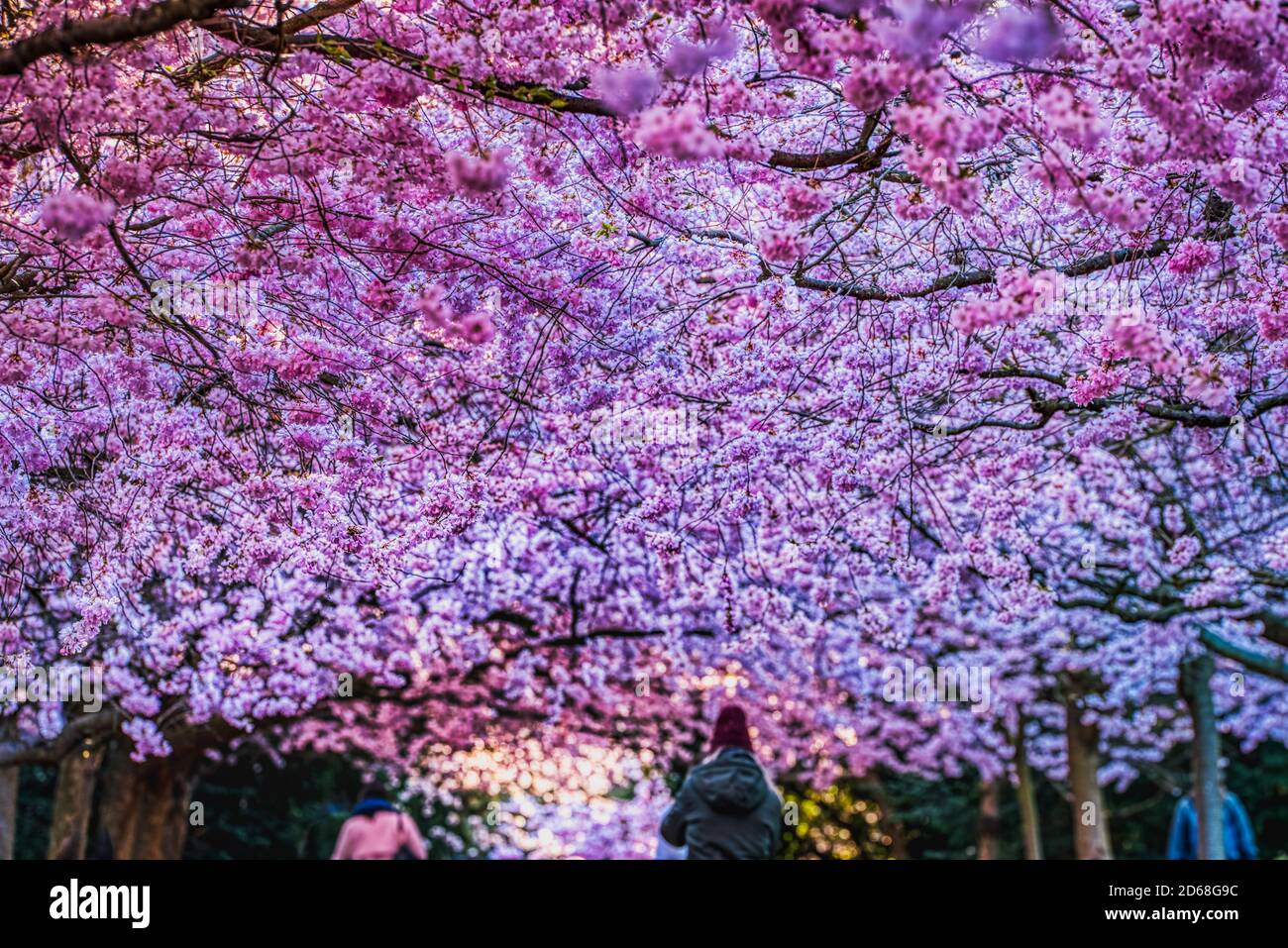 Sakura blooming with intense lush pink colour bear renewal and rebirth. Lavish pink cherry blossoms pattern with people admiring the pink cherry alley Stock Photo