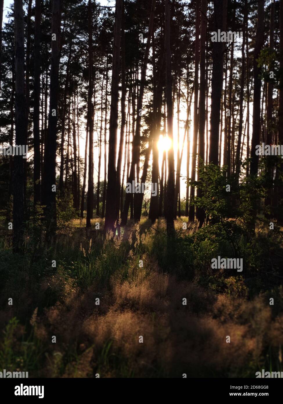 a beautiful forest with sunset through pine trees Stock Photo - Alamy