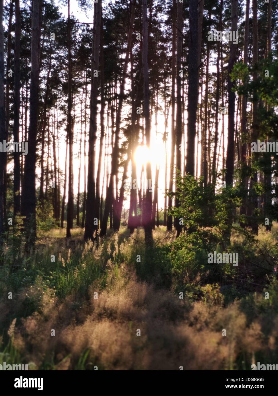 a beautiful forest with sunset through pine trees Stock Photo - Alamy