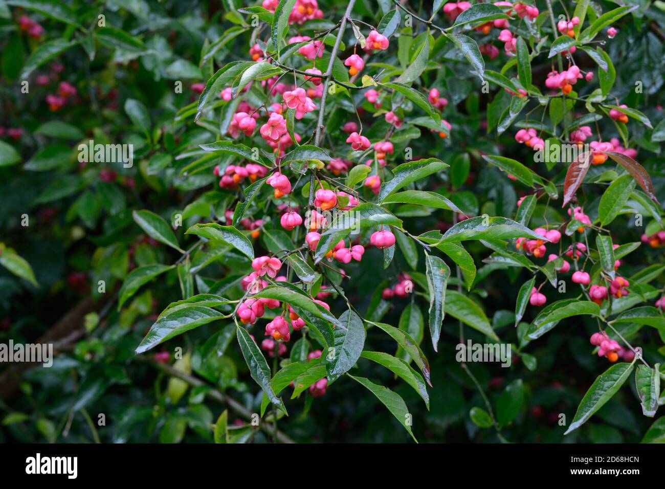 Spindle tree Euonymus europaeus with small yellow flowers followed by four lobed red fruit which split to reveal orange seeds Stock Photo