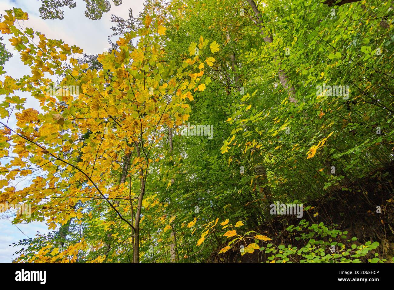 beautiful autumn hike in the colorful forest near wilhelmsdorf near ravensburg in upper swabia germany Stock Photo