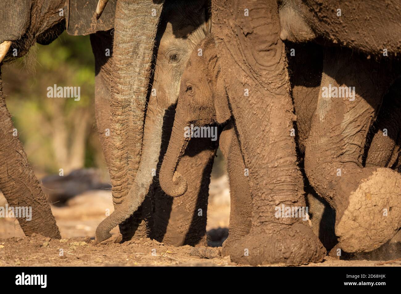 Elephant herd walking protecting a baby elephant in Botswana Stock Photo