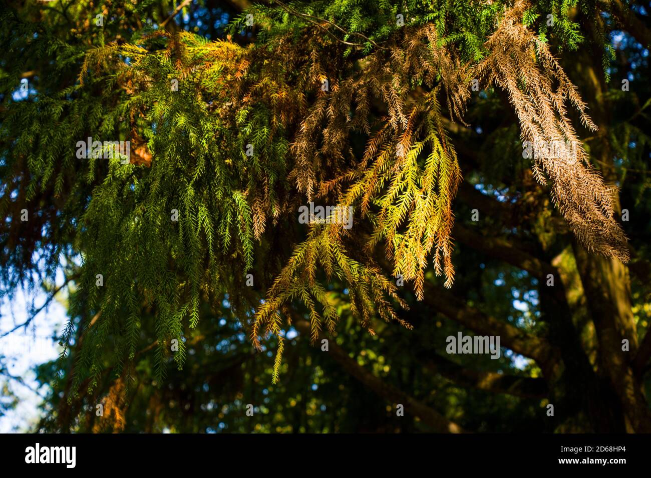 Cryptomeria Japonica Taxodiaceae pine tree in the forest Stock Photo