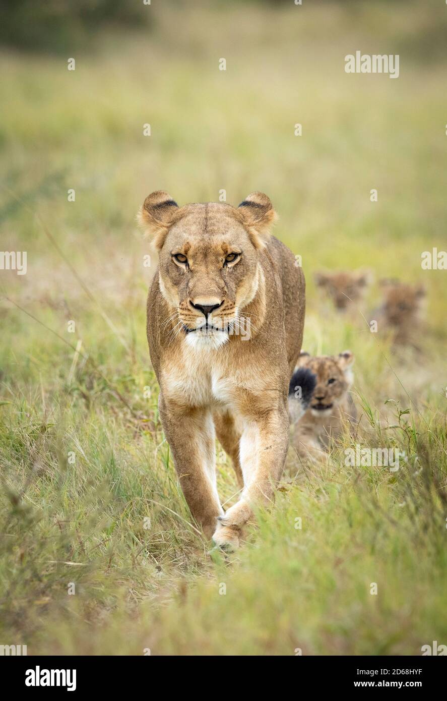 African lion cubs panthera leo hi-res stock photography and images - Alamy