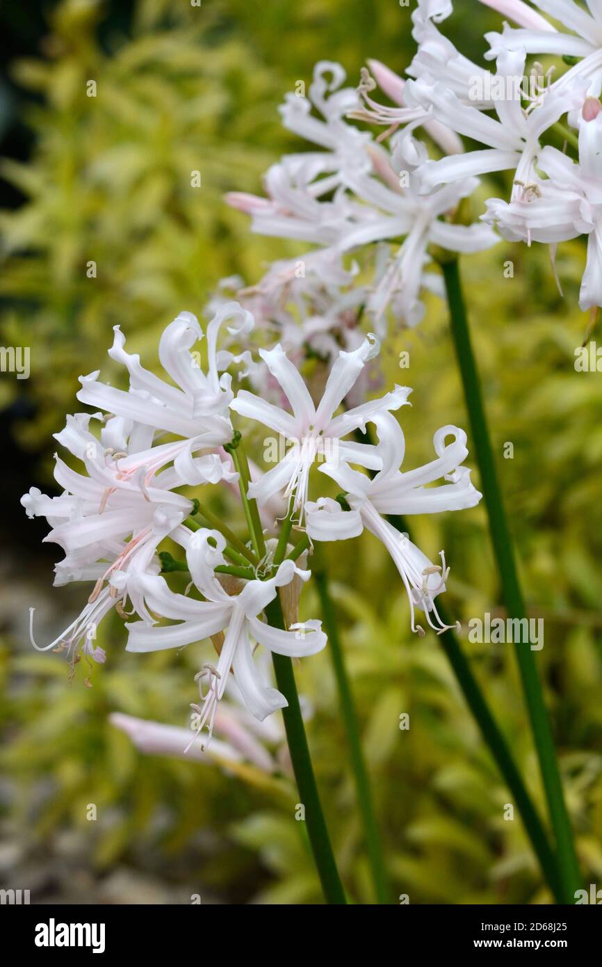 Nerine Nikita Guernsey Lily Bowden-Cornish Lily flower  white flowers tinged with pink Stock Photo