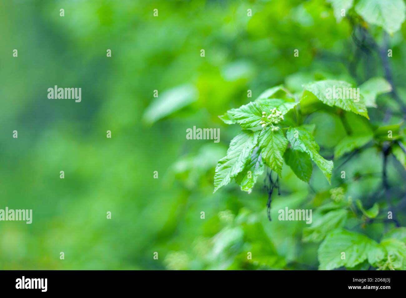 Soft background of trees hi-res stock photography and images - Alamy