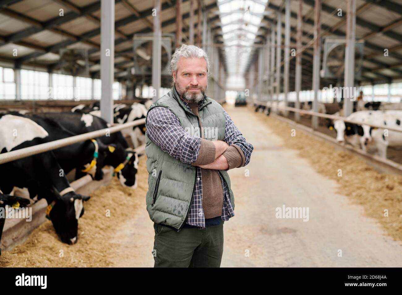 Portrait of confident mature male owner of dairy farm standing with crossed arms in large cowshed Stock Photo