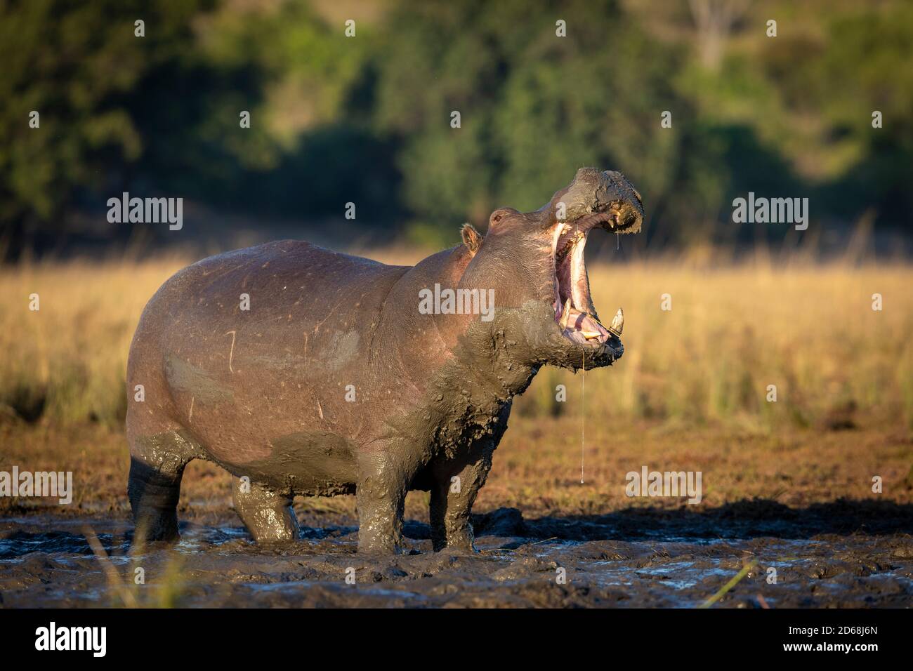 Big and muddy adult hippo standing in mud out of water with its mouth open in early morning sunlight in Chobe River in Botswana Stock Photo