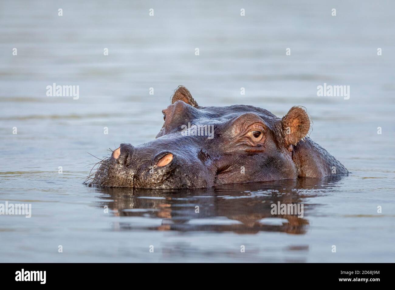 Close up on hippo's head sticking out of water in Chobe River in Botswana Stock Photo