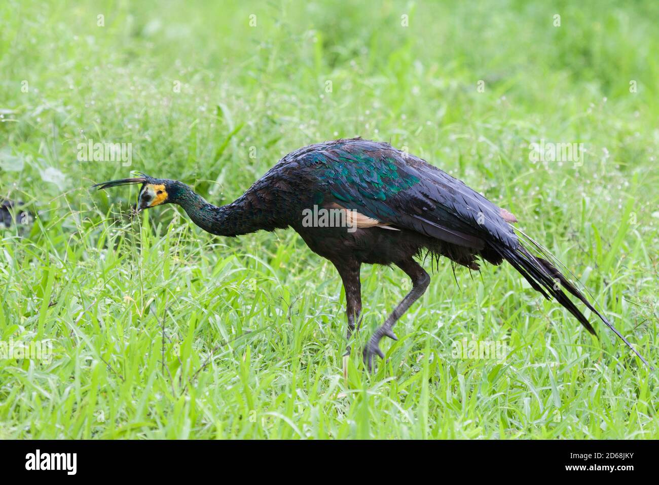 Java green peafowl hi-res stock photography and images - Alamy