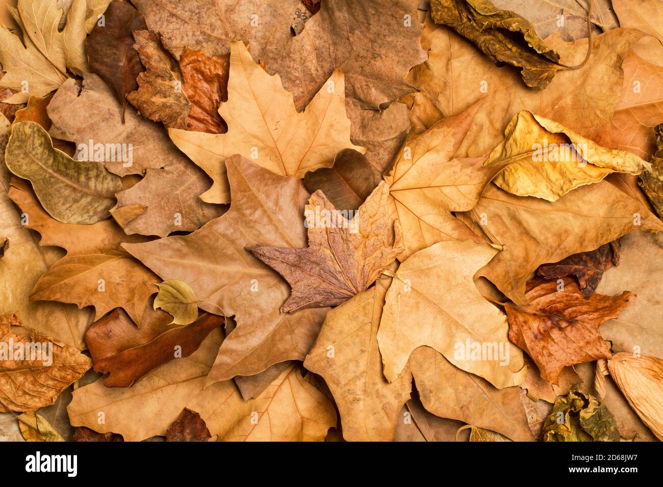 Autumn brown leaves in a top view Stock Photo - Alamy
