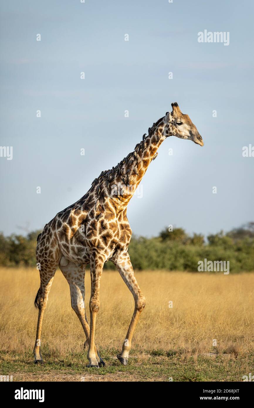 Vertical portrait of a walking giraffe with many ox peckers on its neck in sunshine in Savuti in Botswana Stock Photo