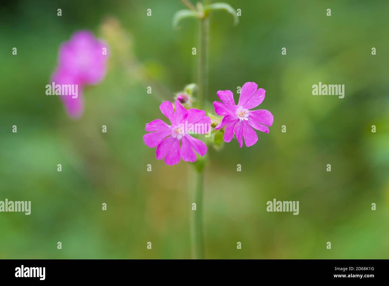 Close up image of Flowers of a perennial plant Silene dioica known as ...