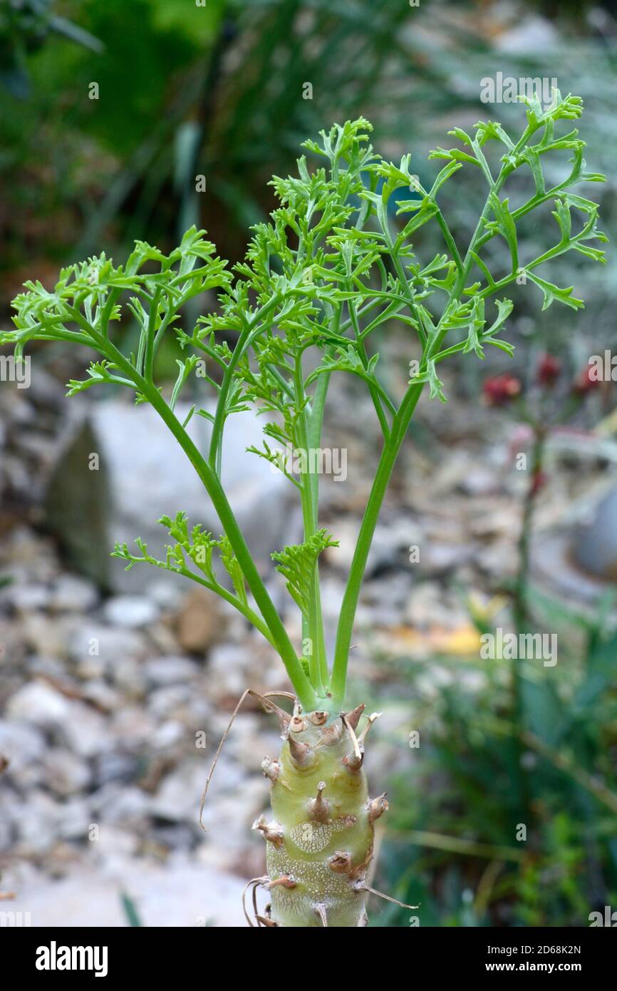 young shoot of the pelargonium paniculatum plant national Botanical Gardenof Wales Llanarthney Wales UK Stock Photo