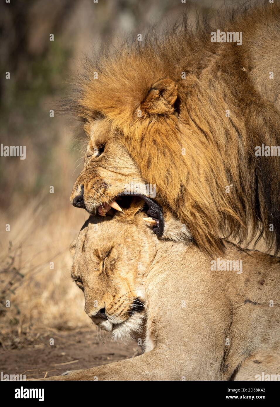 Vertical portrait of male and female mating lions in Kruger Park in South Africa Stock Photo