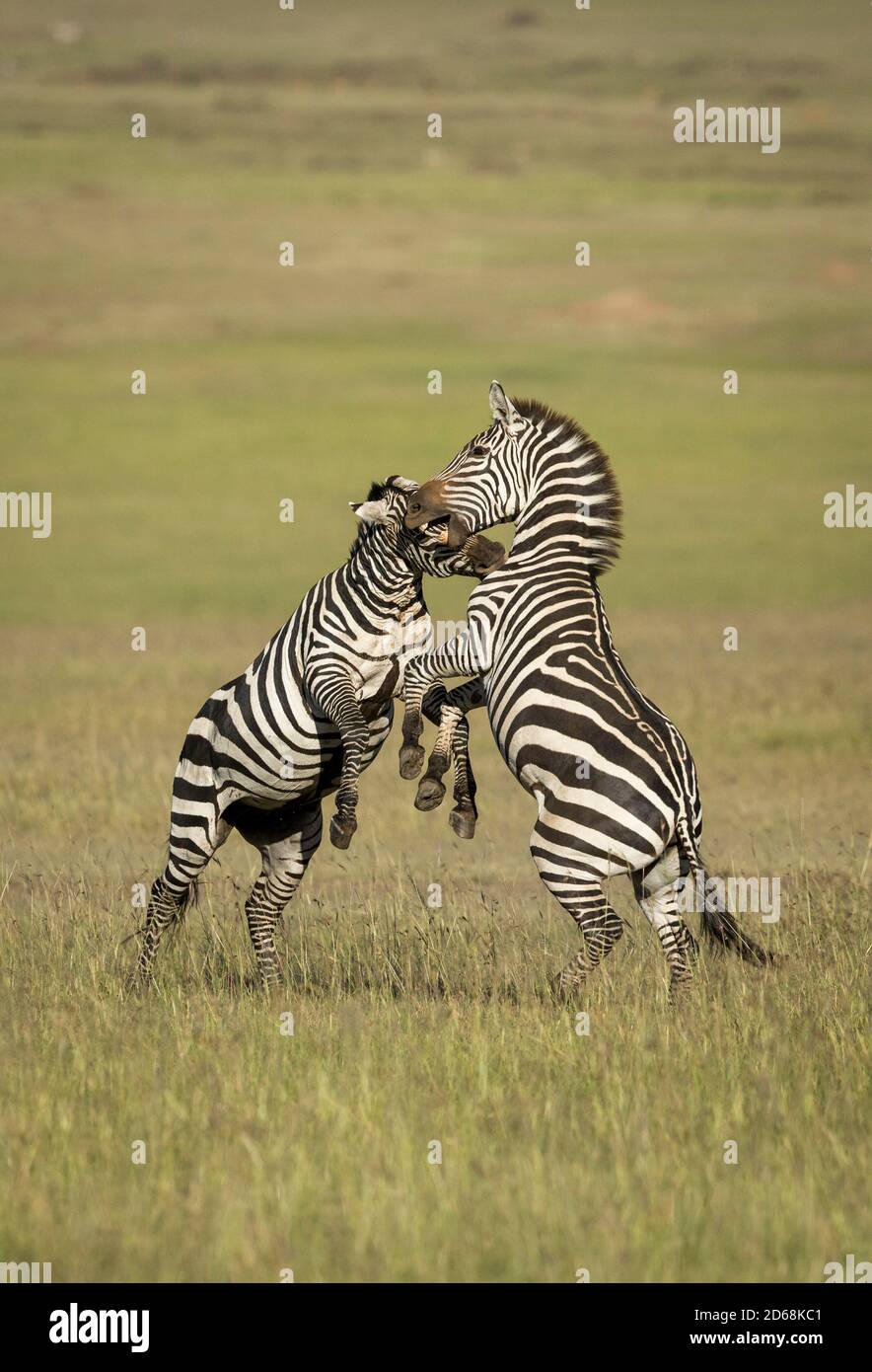 Two adult zebras standing on back legs biting each other in morning sun in Masai Mara in Kenya Stock Photo